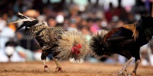 Khám Phá Thế Giới Đá Gà Hấp Dẫn và Đầy Kịch Tính