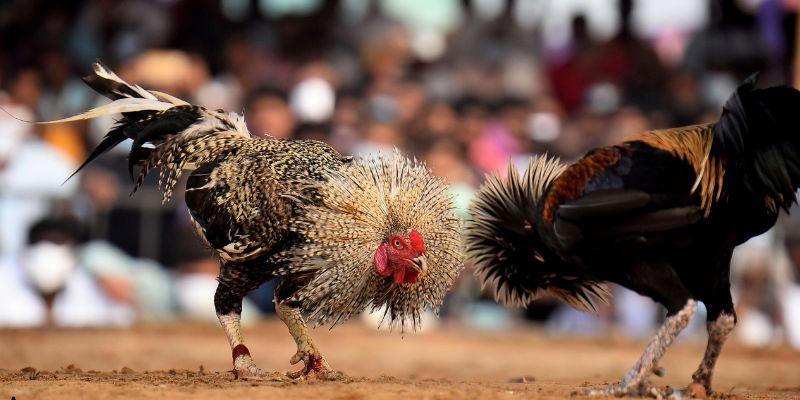 Khám Phá Thế Giới Đá Gà Hấp Dẫn và Đầy Kịch Tính
