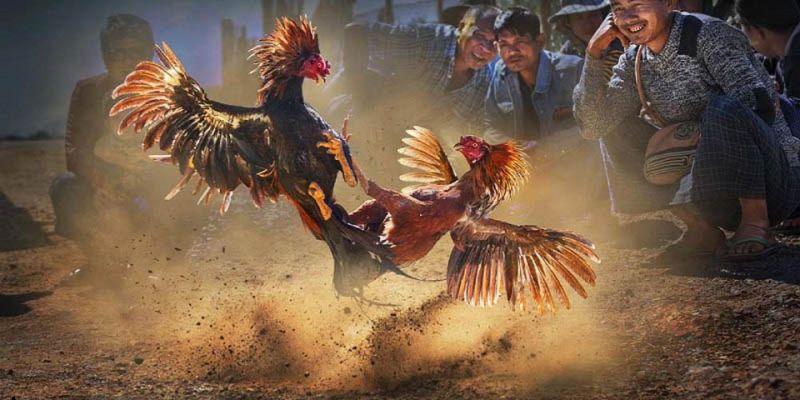 Những Trận Đấu Đỉnh Cao Hấp Dẫn Tại WW88